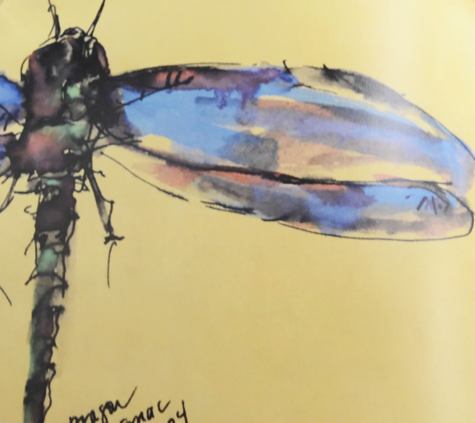 FOCUS: Dragonfly